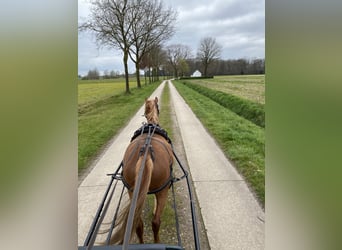 Welsh B, Gelding, 5 years, 11,2 hh, Chestnut-Red