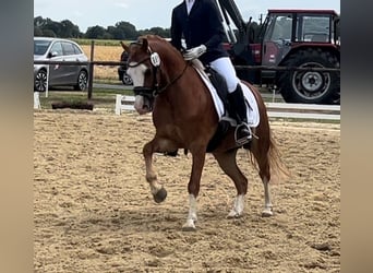 Welsh B, Gelding, 5 years, 12.1 hh, Chestnut-Red