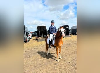 Welsh B, Gelding, 5 years, 12.1 hh, Chestnut-Red