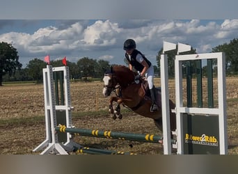 Welsh B, Gelding, 5 years, 12.1 hh, Chestnut-Red