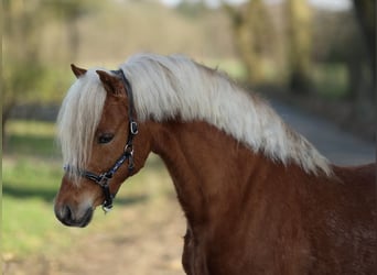 Welsh B, Gelding, 5 years, 12.1 hh, Chestnut-Red