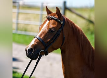 Welsh B, Gelding, 5 years, 12.2 hh, Chestnut-Red