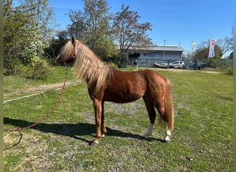 Welsh B, Gelding, 5 years, 12.3 hh, Chestnut