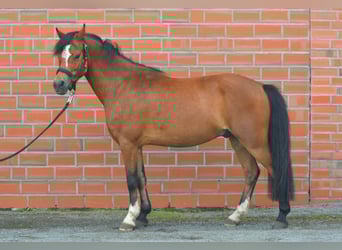 Welsh B, Gelding, 5 years, 12,1 hh, Brown