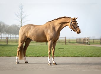 Welsh B, Gelding, 5 years, 12,1 hh, Chestnut-Red
