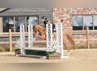 Welsh B, Gelding, 5 years, 12,1 hh, Chestnut-Red