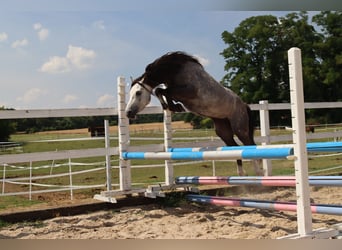 Welsh B, Gelding, 5 years, 12,1 hh, Gray