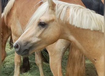 Welsh B, Gelding, 5 years, 12,1 hh, Palomino