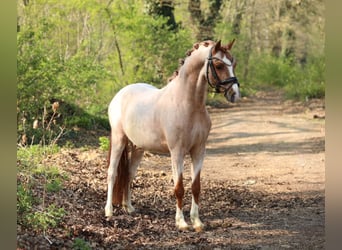 Welsh B, Gelding, 5 years, 12,1 hh, Roan-Red