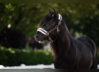 Welsh B, Gelding, 5 years, 12,2 hh, Black