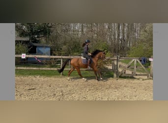 Welsh B, Gelding, 5 years, 12,2 hh, Brown
