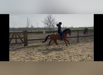 Welsh B, Gelding, 5 years, 12,2 hh, Brown