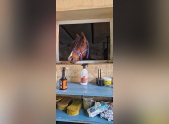 Welsh B, Gelding, 5 years, 13.1 hh, Brown