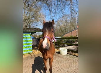 Welsh B, Gelding, 5 years, 13.1 hh, Brown