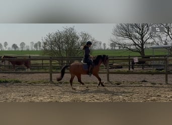 Welsh B, Gelding, 5 years, 13.1 hh, Brown