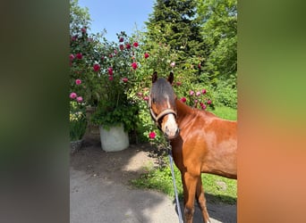 Welsh B, Gelding, 5 years, 13.1 hh, Brown
