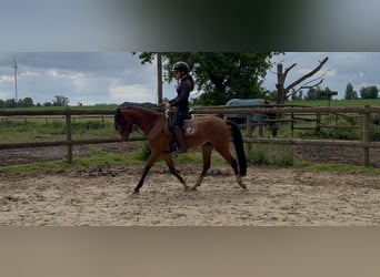 Welsh B, Gelding, 5 years, 13.1 hh, Brown