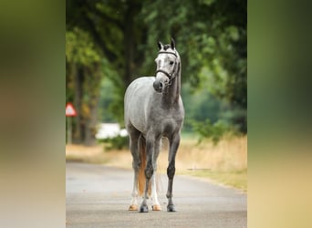 Welsh B, Gelding, 5 years, 13.1 hh, Grey