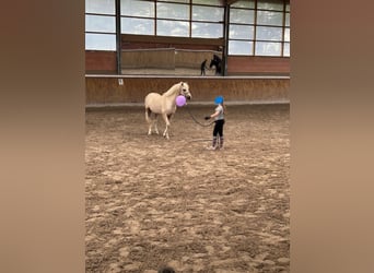 Welsh B, Gelding, 5 years, 13 hh, Palomino
