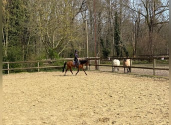 Welsh B, Gelding, 5 years, 13,1 hh, Brown