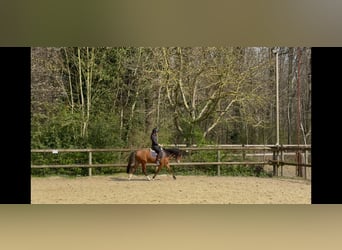 Welsh B, Gelding, 5 years, 13,1 hh, Brown