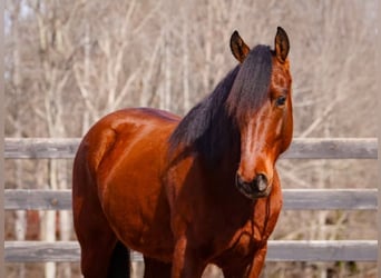 Welsh B Mix, Gelding, 5 years, 14.3 hh, Bay