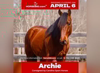 Welsh B Mix, Gelding, 5 years, 14,3 hh, Bay