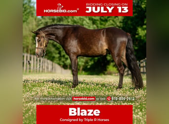 Welsh B Mix, Gelding, 5 years, Bay