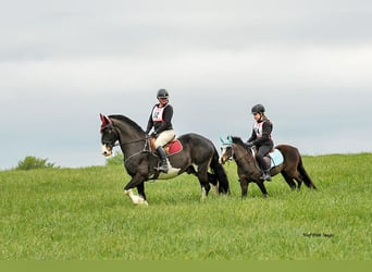 Welsh B Mix, Gelding, 5 years, Bay