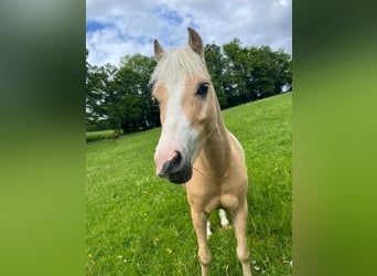 Welsh B Mix, Gelding, 6 years, 11.2 hh, Palomino