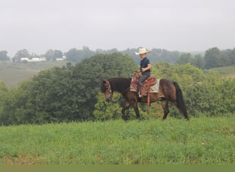 Welsh B Mix, Gelding, 6 years, 11 hh, Brown