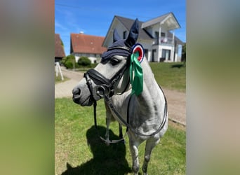 Welsh B, Gelding, 6 years, 12.3 hh, Grey