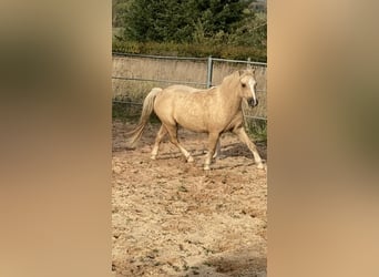 Welsh B, Gelding, 6 years, 12 hh, Palomino