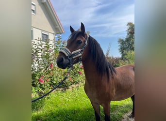 Welsh B, Gelding, 6 years, 12,2 hh, Brown