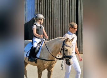 Welsh B, Gelding, 6 years, 12,3 hh, Palomino