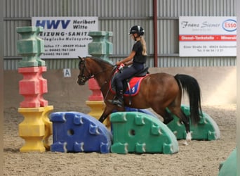 Welsh B, Gelding, 6 years, 13.1 hh, Brown