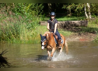 Welsh-B, Wallach, 6 Jahre, 13,1 hh, Fuchs