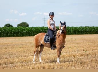 Welsh-B, Wallach, 6 Jahre, 13,1 hh, Fuchs