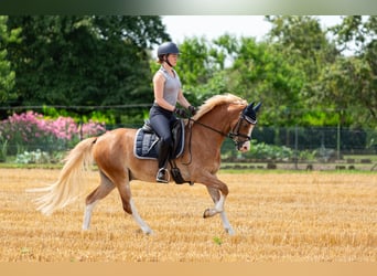 Welsh-B, Wallach, 6 Jahre, 13,1 hh, Fuchs