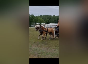 Welsh B, Gelding, 6 years, 13.1 hh, Palomino