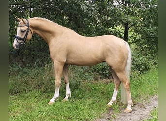Welsh B, Gelding, 6 years, 13.1 hh, Palomino