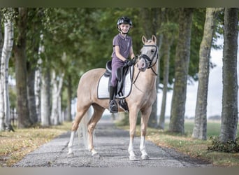 Welsh B, Gelding, 6 years, 13.1 hh, Palomino Welsh B, Gelding, 6 years, 13.1 hh, Palomino