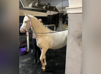 Welsh B, Gelding, 6 years, 13,1 hh, Cremello