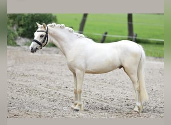 Welsh B, Gelding, 6 years, Palomino