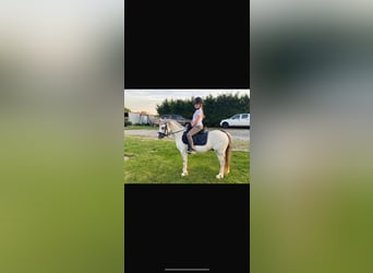 Welsh B, Gelding, 7 years, 11,2 hh, Gray