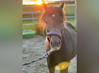 Welsh B Mix, Gelding, 7 years, 11,1 hh, Black
