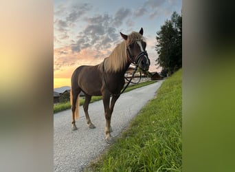 Welsh B, Gelding, 7 years, 12,2 hh, Chestnut-Red