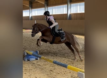 Welsh B, Gelding, 7 years, 12,2 hh, Chestnut-Red