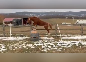 Welsh B, Gelding, 7 years, 12,1 hh, Chestnut-Red