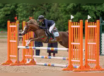 Welsh B, Gelding, 7 years, 12,1 hh, Chestnut